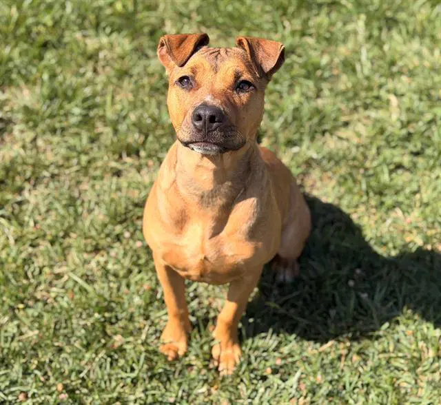 Goldie - Terrier