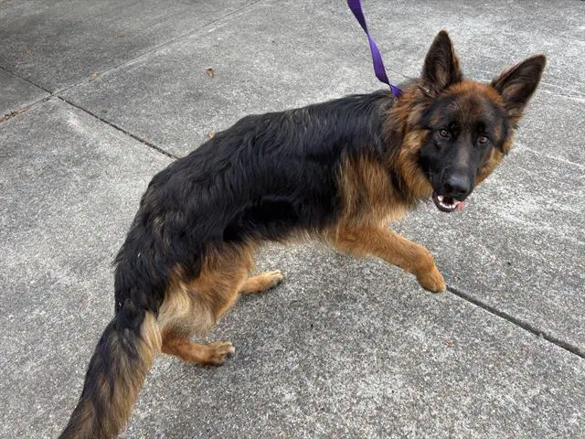 Earl - German Shepherd Dog