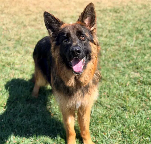 Earl - German Shepherd Dog
