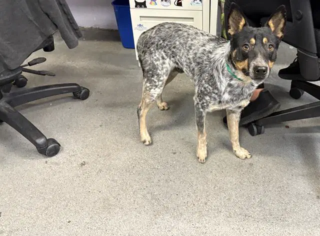Chuck - Australian Cattle Dog/Blue Heeler