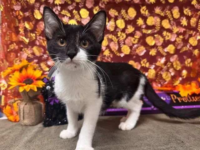 Oreo - Domestic Short Hair