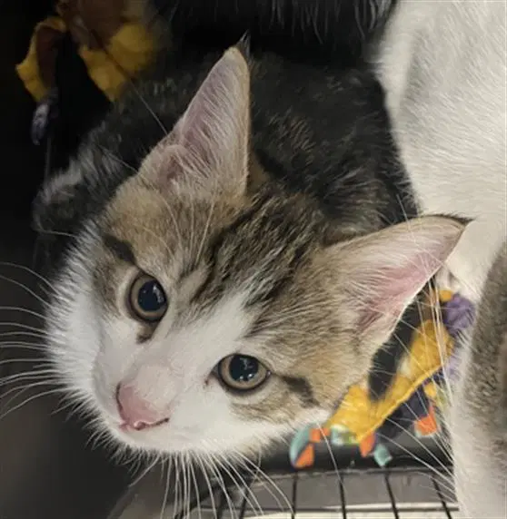 Calisto Ii - Domestic Short Hair