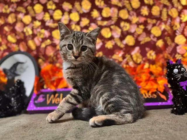 Bandit - Domestic Short Hair