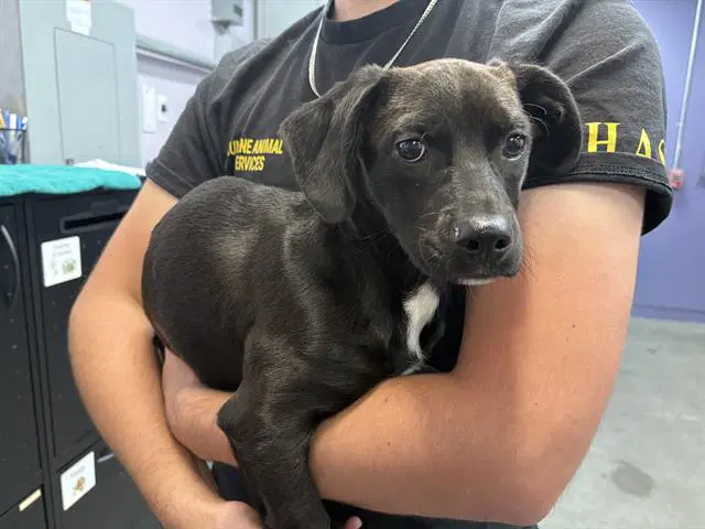 Lucy Lue - Terrier