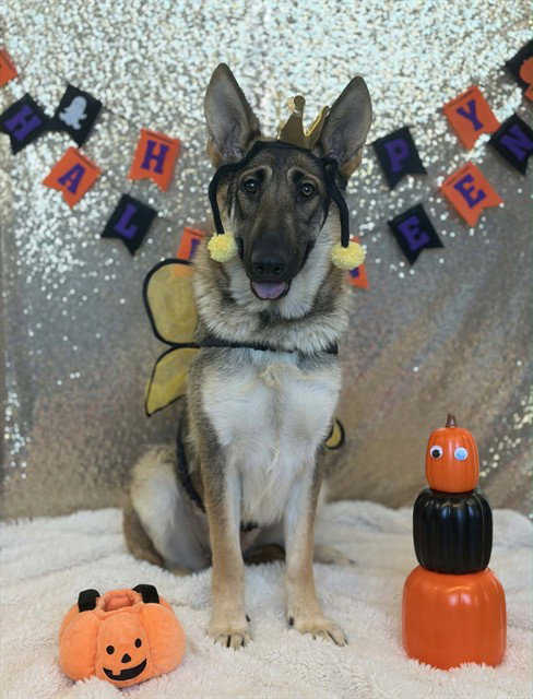 GEMMA, a dog for adoption from Solano County Sheriff's Office Animal Care Division