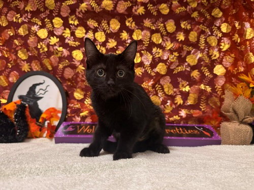 BRI, a cat for adoption from Solano County Sheriff's Office Animal Care Division