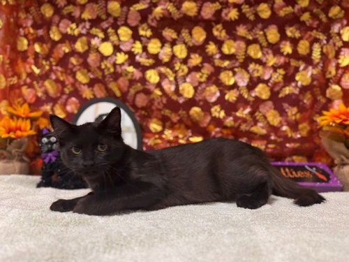 AMOS, a cat for adoption from Solano County Sheriff's Office Animal Care Division