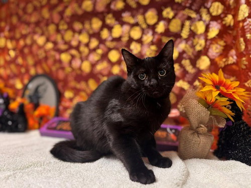 ANDY, a cat for adoption from Solano County Sheriff's Office Animal Care Division