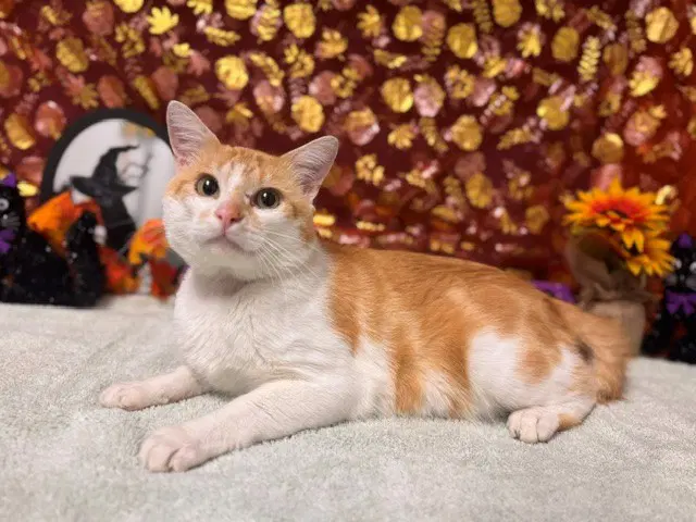 Ronny - Domestic Short Hair