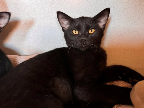 LUCY, a cat for adoption from Solano County Sheriff's Office Animal Care Division