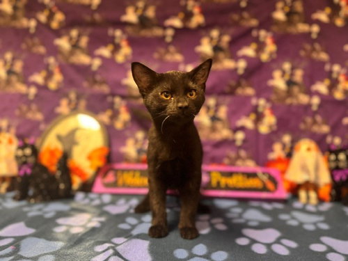 ROSIE, a cat for adoption from Solano County Sheriff's Office Animal Care Division