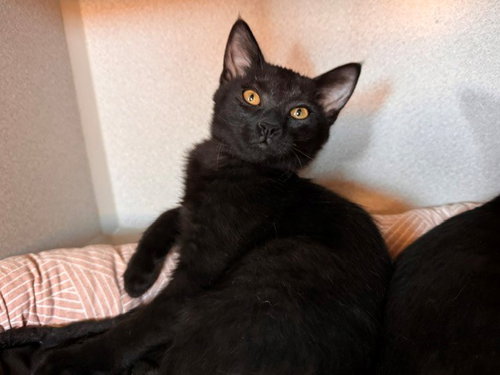 ROSIE, a cat for adoption from Solano County Sheriff's Office Animal Care Division