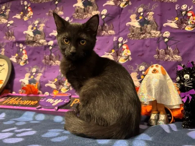 Lucy - Domestic Short Hair