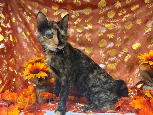 PATCHES, a cat for adoption from Solano County Sheriff's Office Animal Care Division
