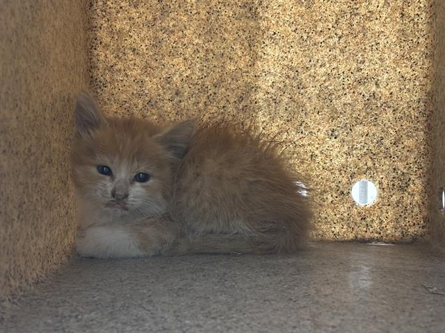 Timothy, Domestic Medium Hair