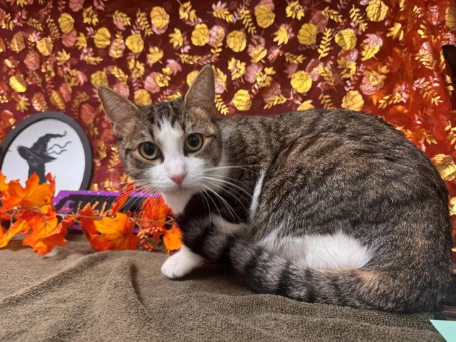 Nola, Domestic Short Hair