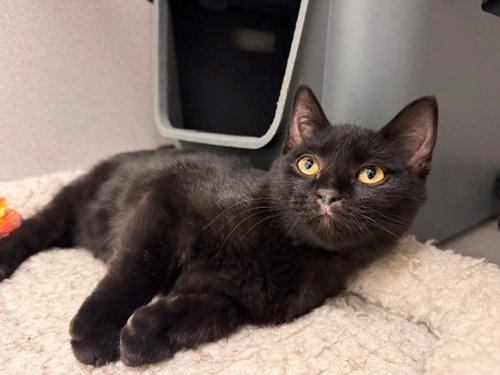 GREG, a cat for adoption from Solano County Sheriff's Office Animal Care Division