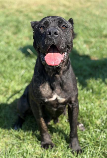 Delta, Cane Corso Mastiff