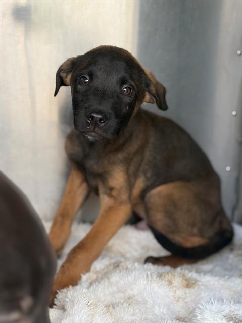 Waffle, Belgian Shepherd Malinois