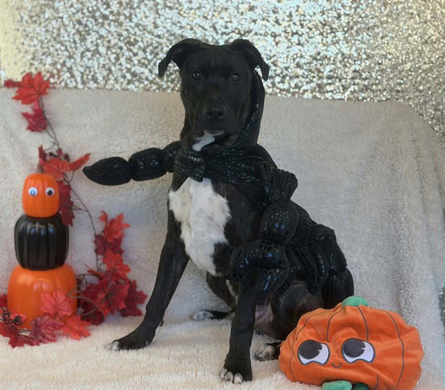 Atticus, Pit Bull Terrier