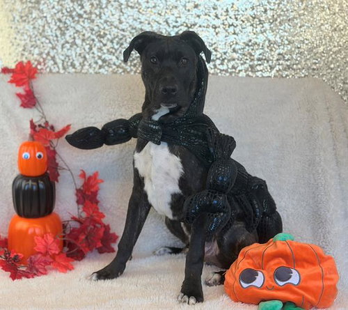 ATTICUS, a dog for adoption from Solano County Sheriff's Office Animal Care Division