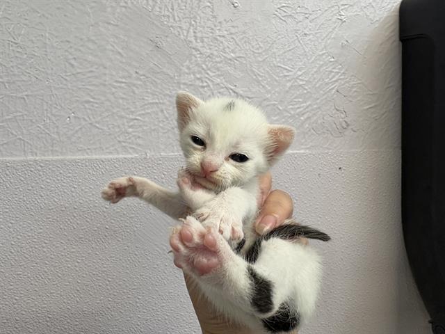 Domino, Domestic Short Hair