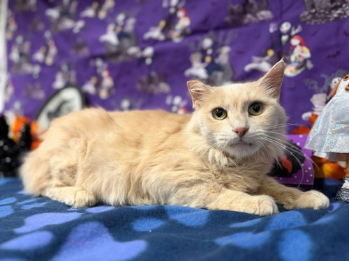 MAPLE, a cat for adoption from Solano County Sheriff's Office Animal Care Division