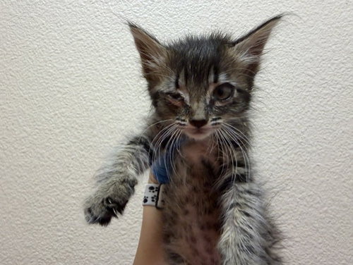 TIGER, a cat for adoption from Solano County Sheriff's Office Animal Care Division