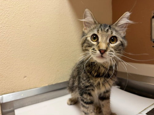 HAZEL, a cat for adoption from Solano County Sheriff's Office Animal Care Division