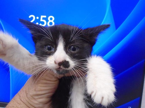OREO, a cat for adoption from Solano County Sheriff's Office Animal Care Division