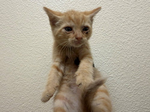 MACGREGOR, a cat for adoption from Solano County Sheriff's Office Animal Care Division