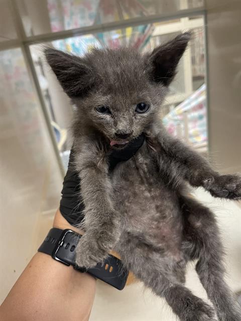 FRANKIE, a cat for adoption from Solano County Sheriff's Office Animal Care Division