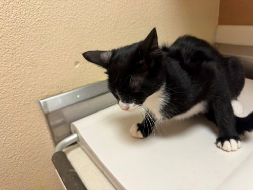 SYLVESTER, a cat for adoption from Solano County Sheriff's Office Animal Care Division