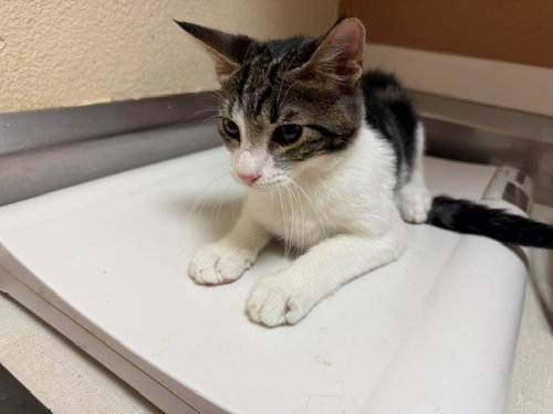 WINSTON, a cat for adoption from Solano County Sheriff's Office Animal Care Division