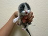 SUGA — Fairfield, CA Adoption