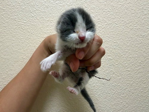 SUGA, a cat for adoption from Solano County Sheriff's Office Animal Care Division