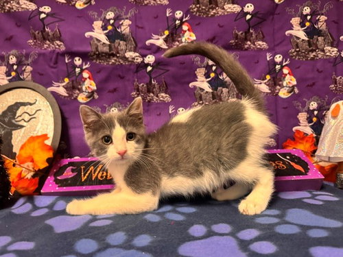 Suga, Domestic Short Hair (medium coat)