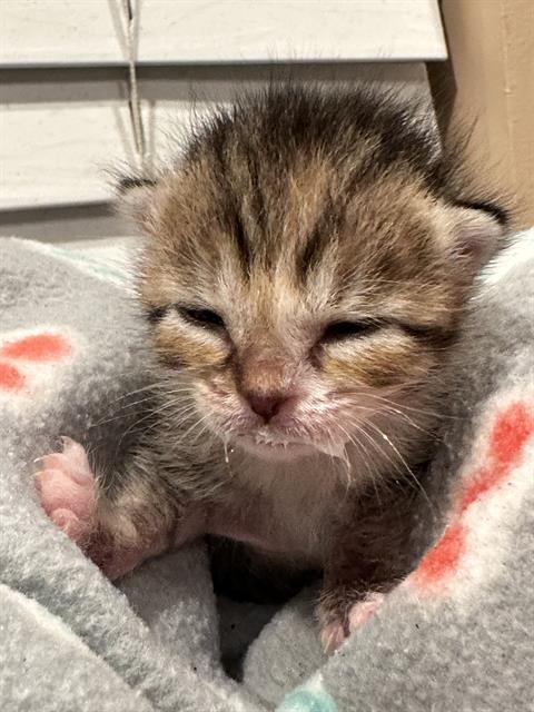 CUTIE, a cat for adoption from Solano County Sheriff's Office Animal Care Division