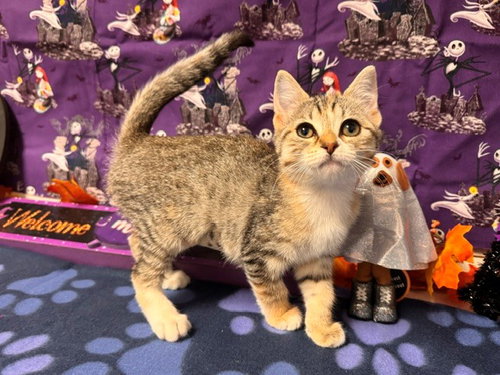 Cutie, Domestic Short Hair (medium coat)