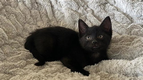 JAVA, a cat for adoption from Solano County Sheriff's Office Animal Care Division