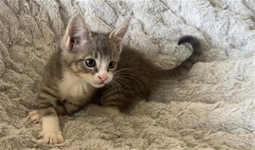 SUPER GREENS, a cat for adoption from Solano County Sheriff's Office Animal Care Division
