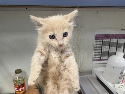 PUMPKIN SPICE, a cat for adoption from Solano County Sheriff's Office Animal Care Division