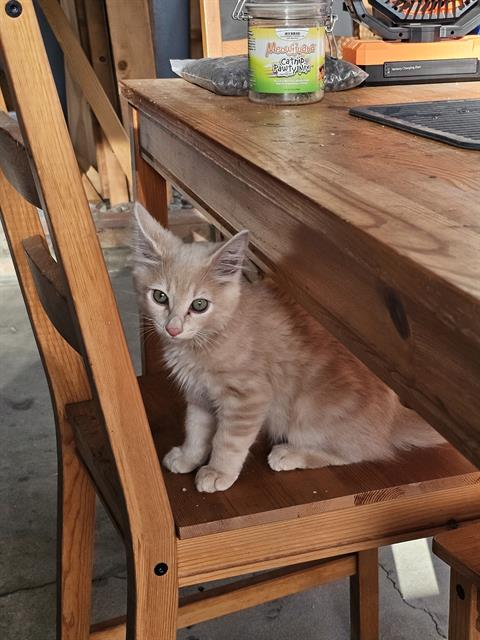 Pumpkin Spice, Domestic Short Hair (medium coat)