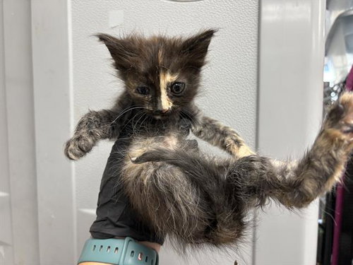 APPLE CRISP, a cat for adoption from Solano County Sheriff's Office Animal Care Division