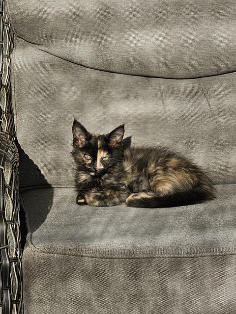 Apple Crisp, Domestic Short Hair (medium coat)