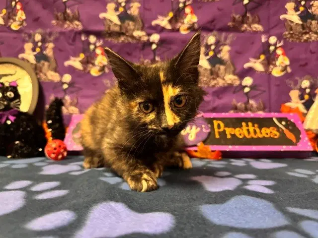 Apple Crisp - Domestic Short Hair