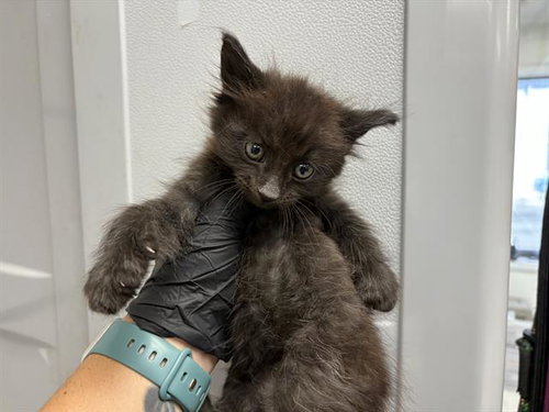 PECAN CRUNCH, a cat for adoption from Solano County Sheriff's Office Animal Care Division