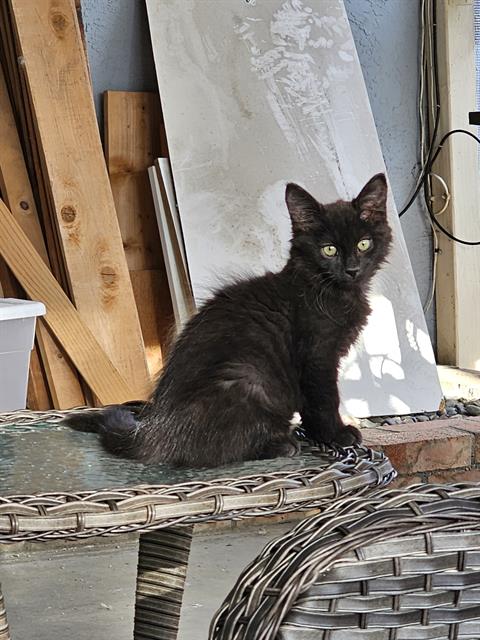 Pecan Crunch, Domestic Medium Hair (medium coat)