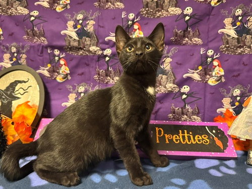 EDWARD, a cat for adoption from Solano County Sheriff's Office Animal Care Division