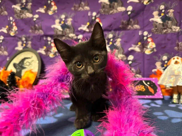 Bella